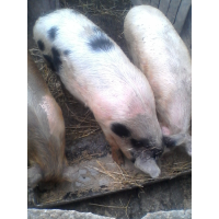 ЛПХ Расторгуев